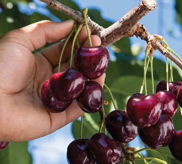 Cherry Canada Mùa Mới 2026 Đã Sẵn Sàng – Thông Tin Mới Nhất Từ Nhà Vườn Jealous Fruits Cherry Canada Mùa Mới 2026 Đã Sẵn Sàng – Thông Tin Mới Nhất Từ Nhà Vườn Jealous Fruits