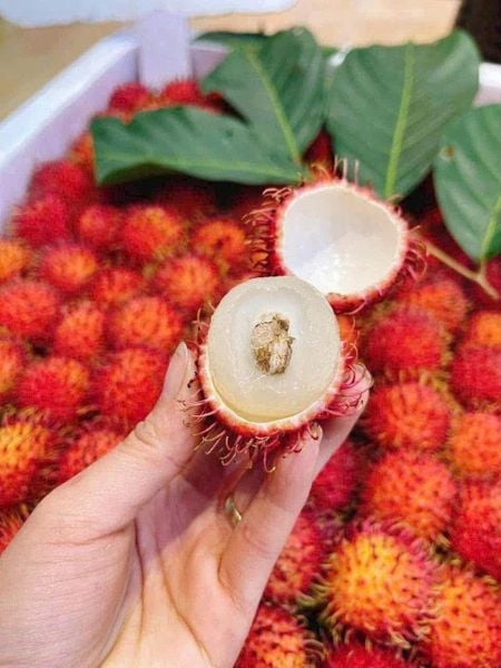 Top 08 Loại Trái Cây Nhiệt Đới Ngon Nhất Hiện Nay Top 08 Loại Trái Cây Nhiệt Đới Ngon Nhất Hiện Nay