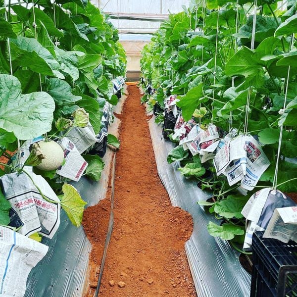 Dưa Giống Nhật Musk Melon: Vì sao được coi là “vua dưa”? Ngoài việc được trồng trong nhà kính, từng trái Dưa Musk Melon được bọc lại để tránh côn trùng gây hại