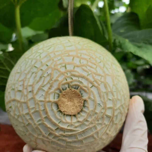 Dưa Giống Nhật Musk Melon: Vì sao được coi là “vua dưa”? Những đường vân lưới hoàn hảo trên quả Dưa Nhật đều có các kỹ sư người Nhật tạo nên
