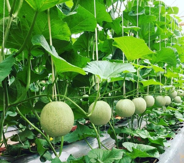 Dưa Giống Nhật Musk Melon: Vì sao được coi là “vua dưa”? Chỉ một quả được giữ lại trên cây giúp trái Dưa Musk Melon hấp thu trọn vẹn dinh dưỡng