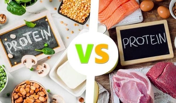 Đạm Thực Vật Và Đạm Động Vật Khác Nhau Thế Nào?