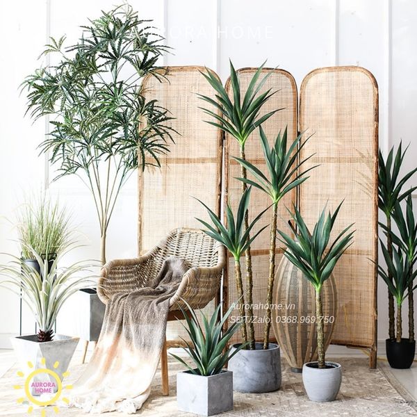 cay-phat-tai-dua-sisal-gia-cao-cap