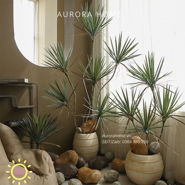 cay-huyet-du-gia-cao-cap