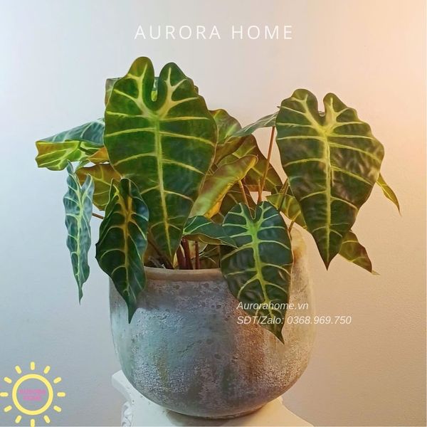 chau-cay-la-mon-mat-na-gia