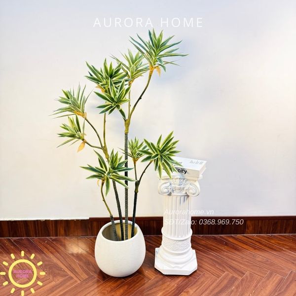 cay-truc-nhat-gia-trang-tri