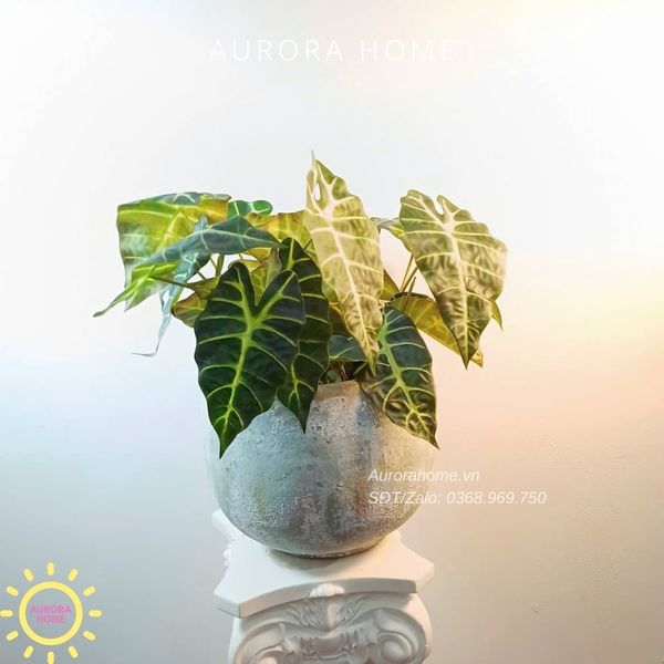 chau-cay-la-mon-mat-na-gia