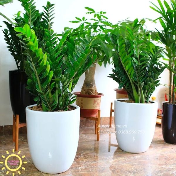 chau-cay-kim-tien-trang-tri