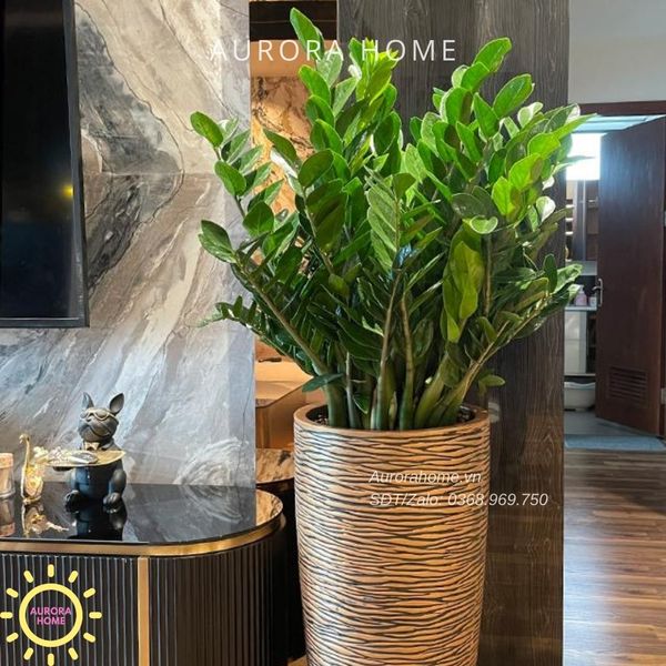 chau-cay-kim-tien-trang-tri