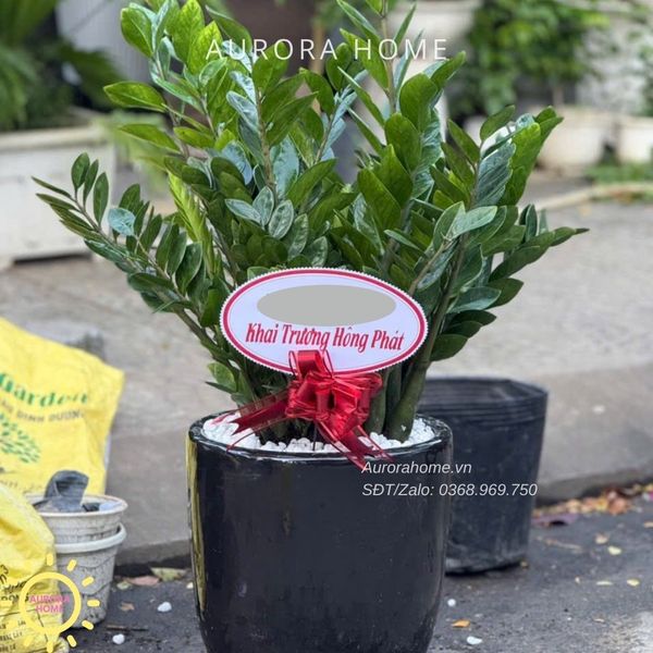 chau-cay-kim-tien-trang-tri