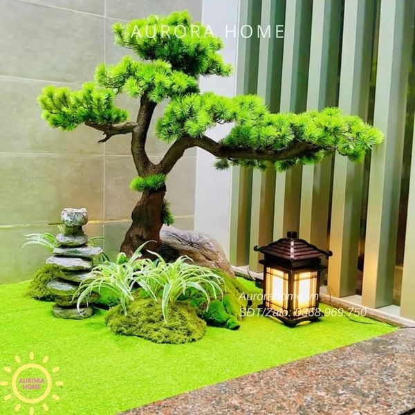cay-tung-bonsai-gia-cao-cap