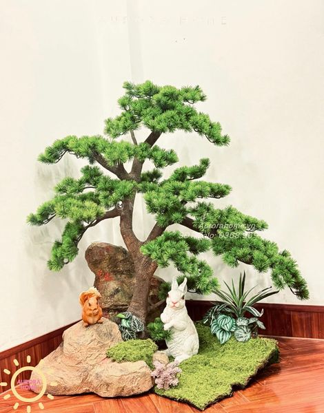 cay-tung-bonsai-gia-cao-cap