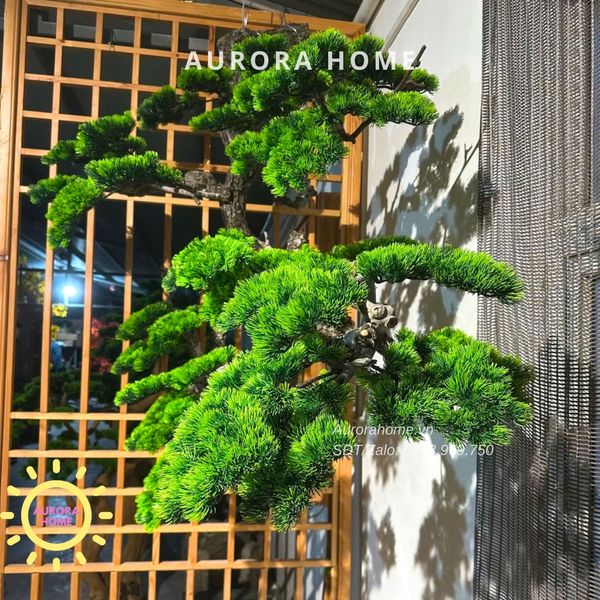 cay-tung-bonsai-tha-treo