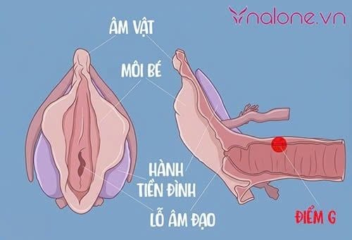 Bí quyết kích thích âm đạo