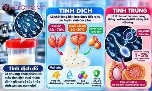 Tinh dịch đồ là gì?
