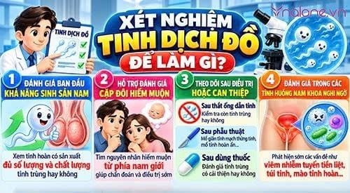 Tinh dịch đồ là gì?
