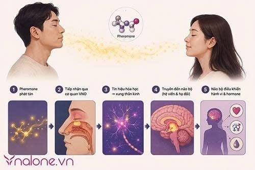 Pheromone là gì?