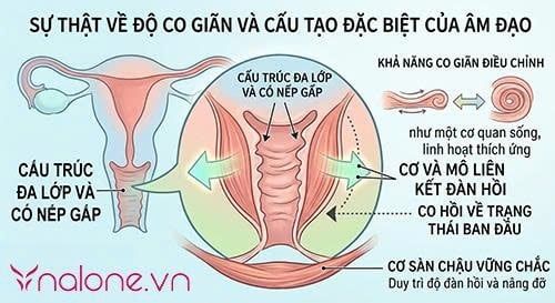 lâu ngày không quan hệ vùng kín có khít lại không?