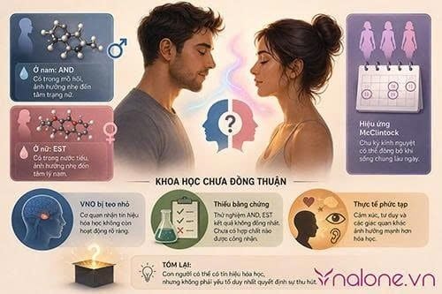 Pheromone là gì?