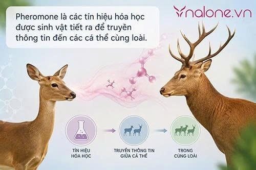 Pheromone là gì?