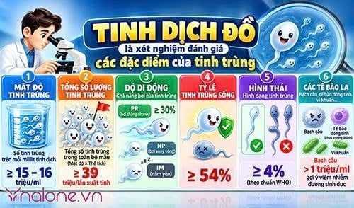 Tinh dịch đồ là gì?