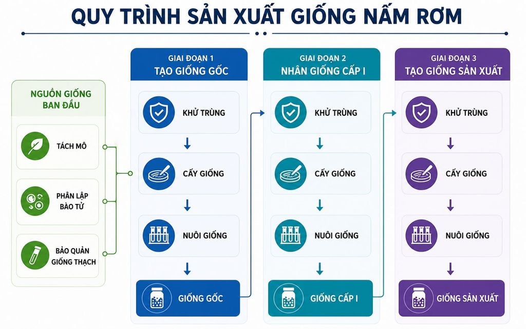 Quy trinh san xuat meo giong nam Rom dung kỹ thuat.