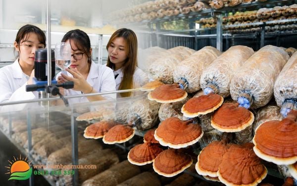 Vien nghien cuu nam an va nam duoc lieu chuyen giao cong nghe Lang nam Bon Mua.