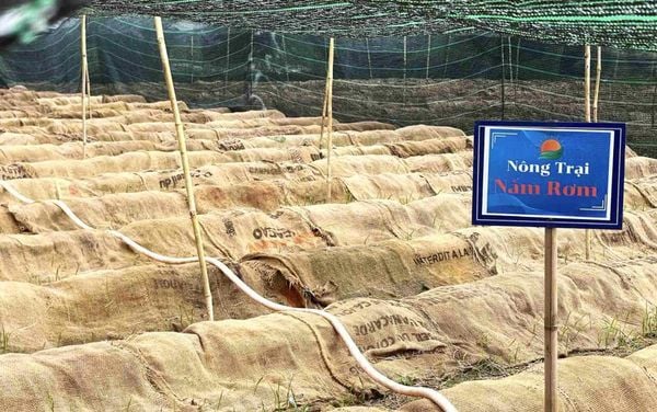 Vien nghien cuu nam an va nam duoc lieu chuyen giao cong nghe Lang nam Bon Mua.