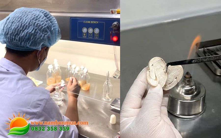 Quy trinh phan lap giong goc nam Rom dung ky thuat.