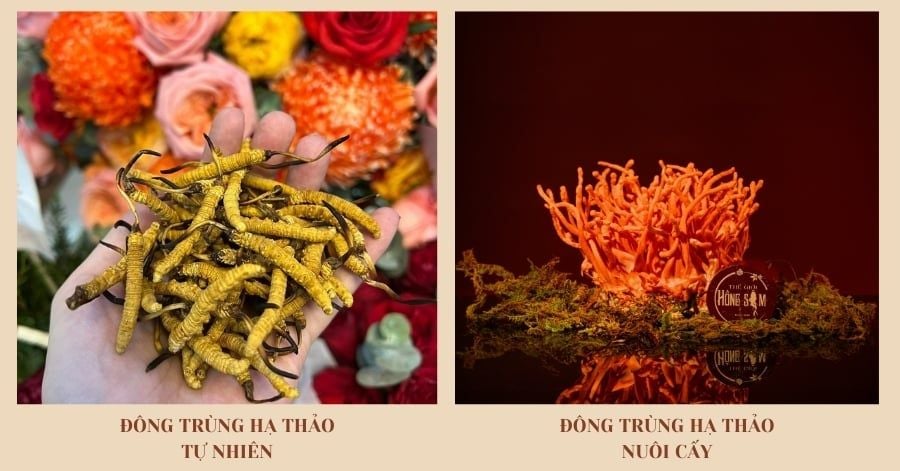 Đông Trùng Hạ Thảo tự nhiên & Đông Trùng nuôi cấy