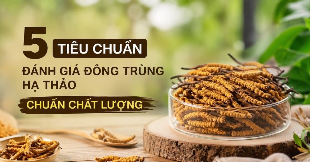 5 tiêu chuẩn đánh giá Đông Trùng Hạ Thảo chuẩn chất lượng