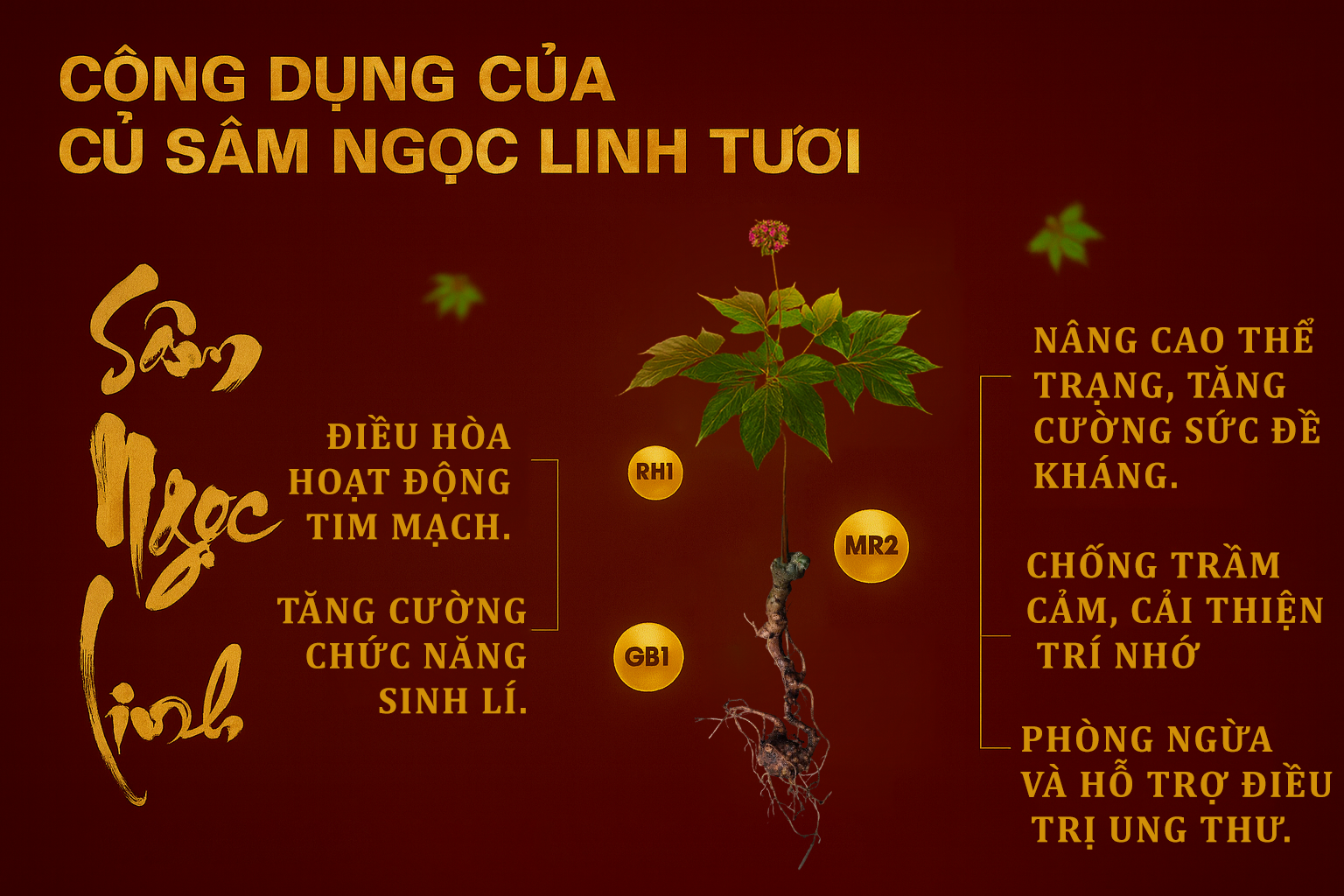 Công dụng của Sâm Ngọc Linh KonTum