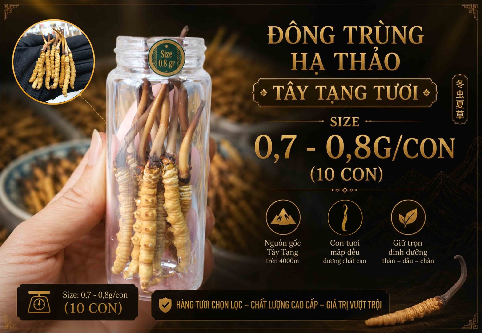 Đông Trùng Hạ Thảo Tây Tạng Tươi 0.7 – 0.8g/Con, Size Đẹp Dễ Dùng