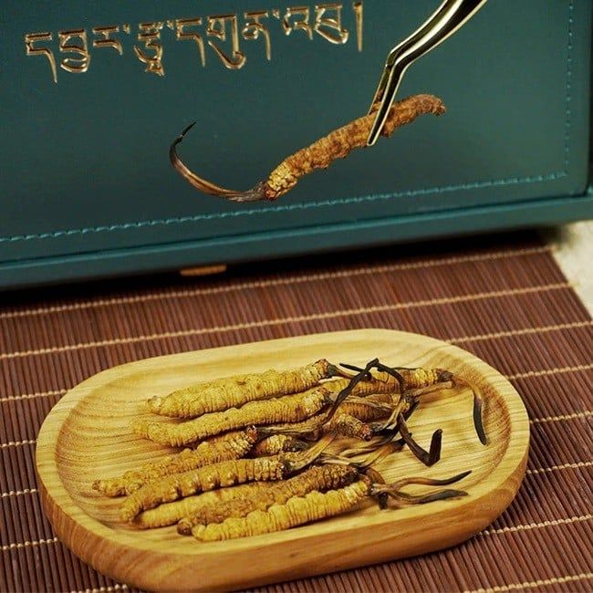 Nhận biết Đông Trùng chất lượng