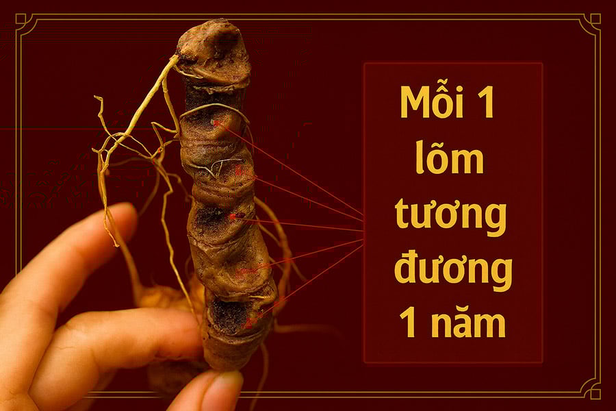 Cách tính tuổi cho Sâm Ngọc Linh