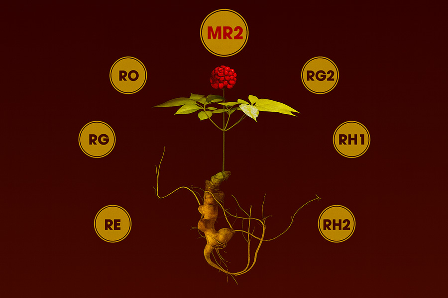Sâm ngọc linh và hợp chất Saponin
