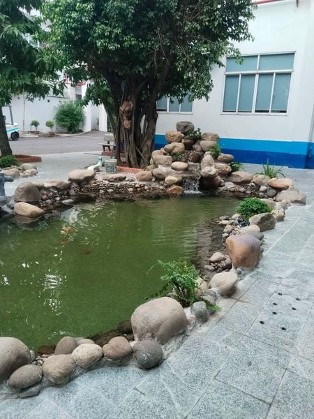 thi cong ho ca koi tại binh tân