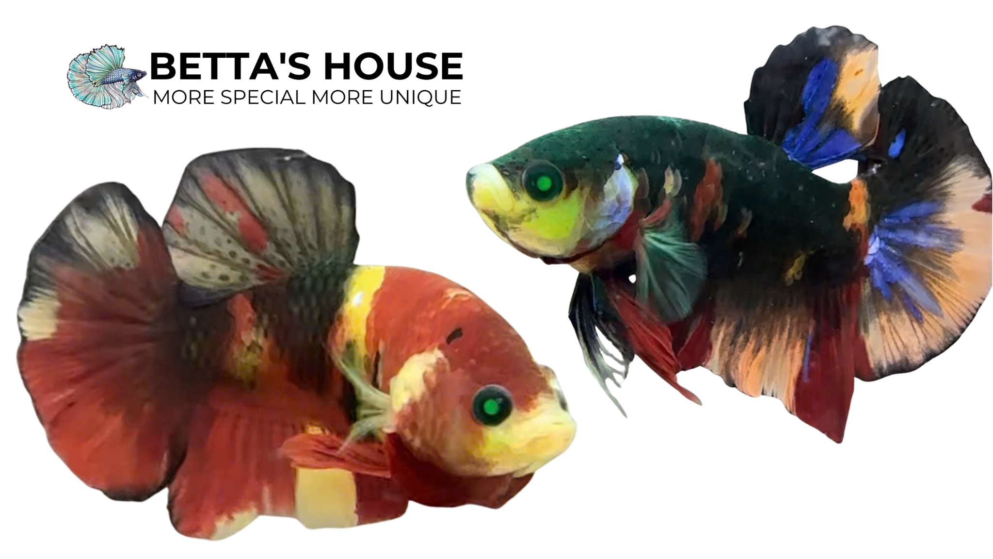 CÁ BETTA| BETTA'S HOUSE