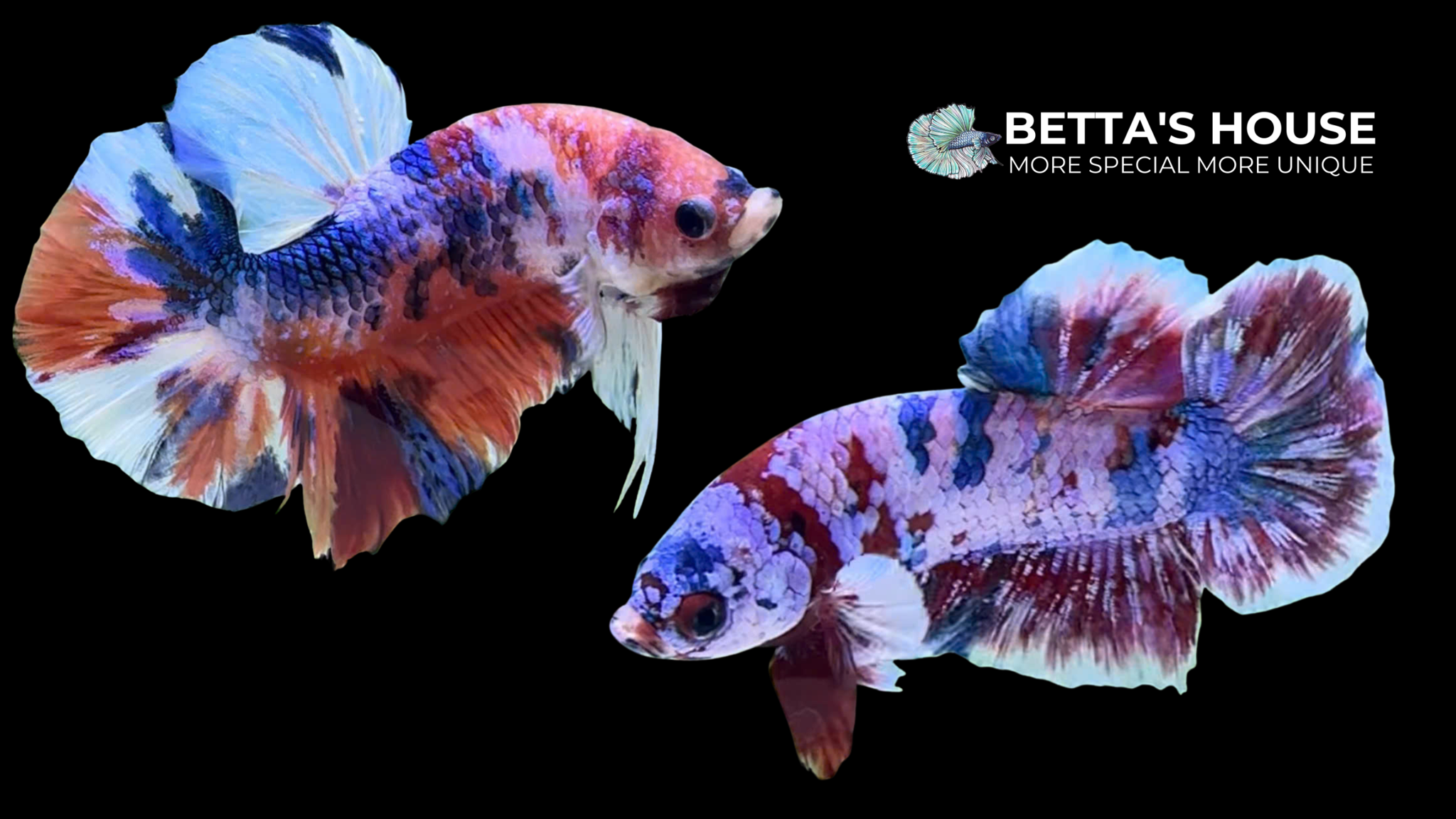 CÁ BETTA| BETTA'S HOUSE