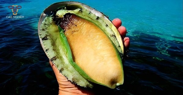 Nguồn gốc, xuất xứ và đặc điểm nổi bật của giống bào ngư Úc viền xanh Tasmania