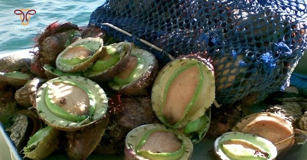 Bào ngư Úc là gì? Bào ngư úc viền xanh là gì?
