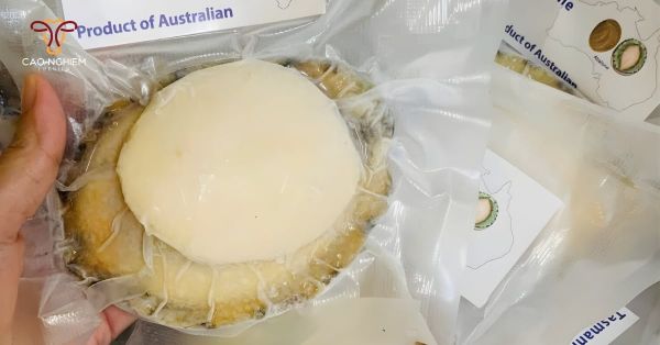 Giá bào ngư Úc viền xanh size lớn