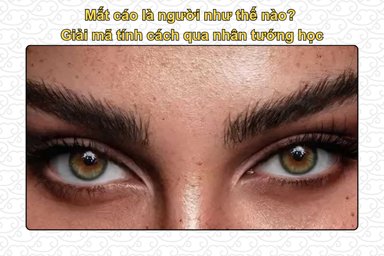 Mắt cáo là người như thế nào? Giải mã tính cách qua nhân tướng học