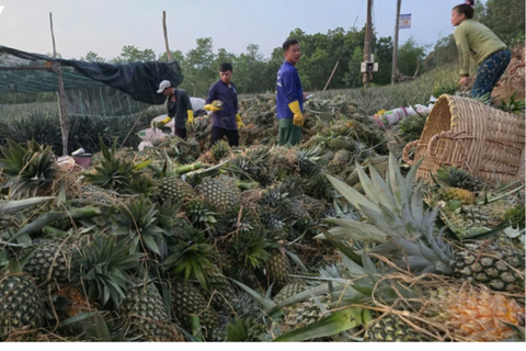 Đồng Tháp sản xuất khóm thông minh, chinh phục mọi thị trường
