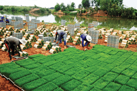 Phát thải thấp - ngành trồng trọt tiến vào 'thời kinh tế carbon'