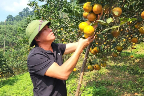 Nức tiếng cam hữu cơ Tập Lam