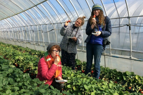 Dâu tây công nghệ cao mở hướng du lịch nông nghiệp