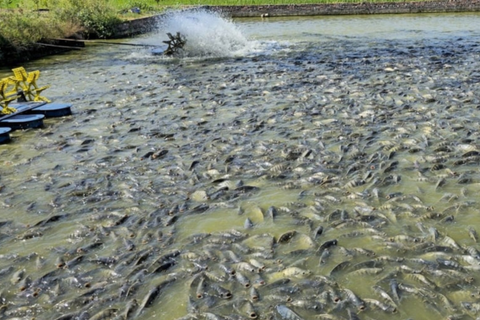 Thời chạm điện thoại, điều khiển cả mặt ao