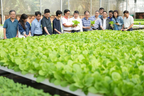 Trồng rau không đất, chăm vườn từ xa