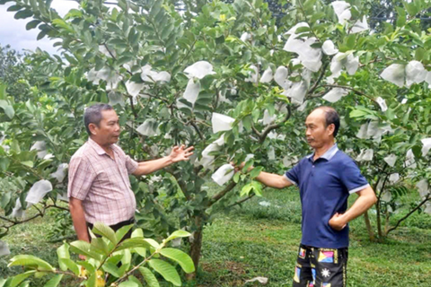 Từ kỹ sư thủy điện đến “tỷ phú nông dân”